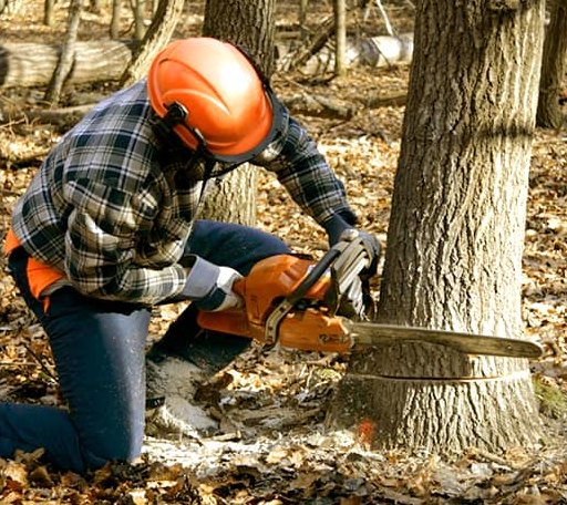 Tree Removal in Lerna, IL